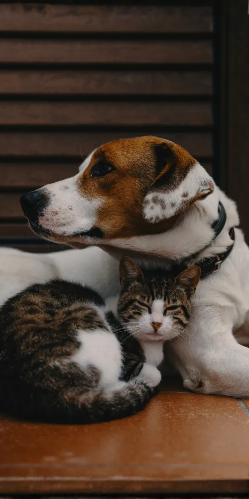 Animals Plus | Contact BG Mob