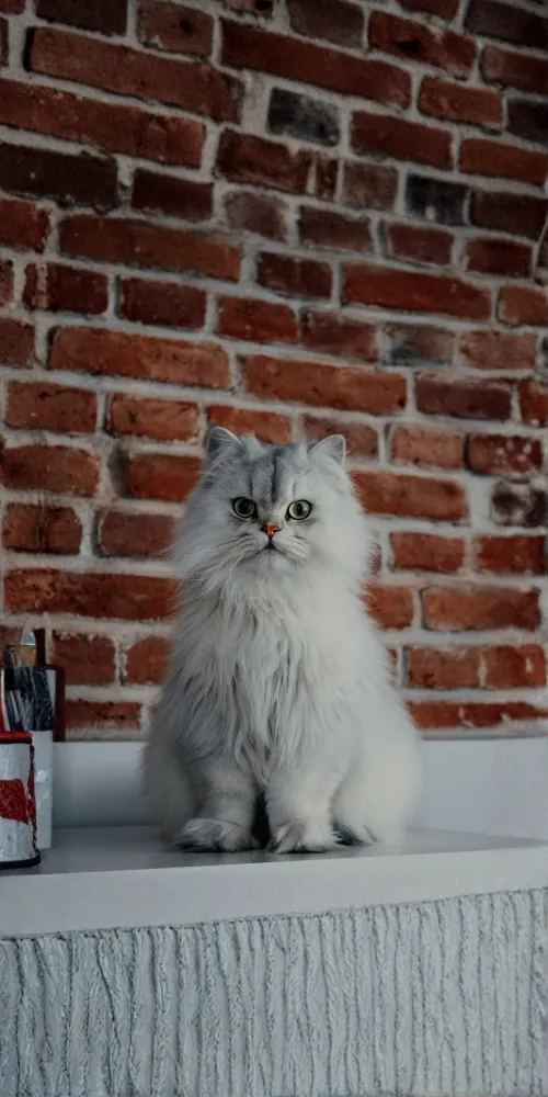 Animals Plus | Contact BG Mob I