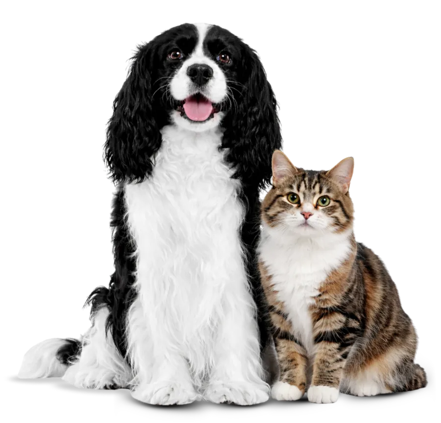 Animals Plus | Home Hero img001