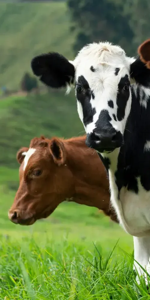 Animals Plus | Home Services Sec e1770636219221