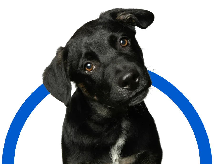 Animals Plus | Landing BGIMG001 e1768653743296